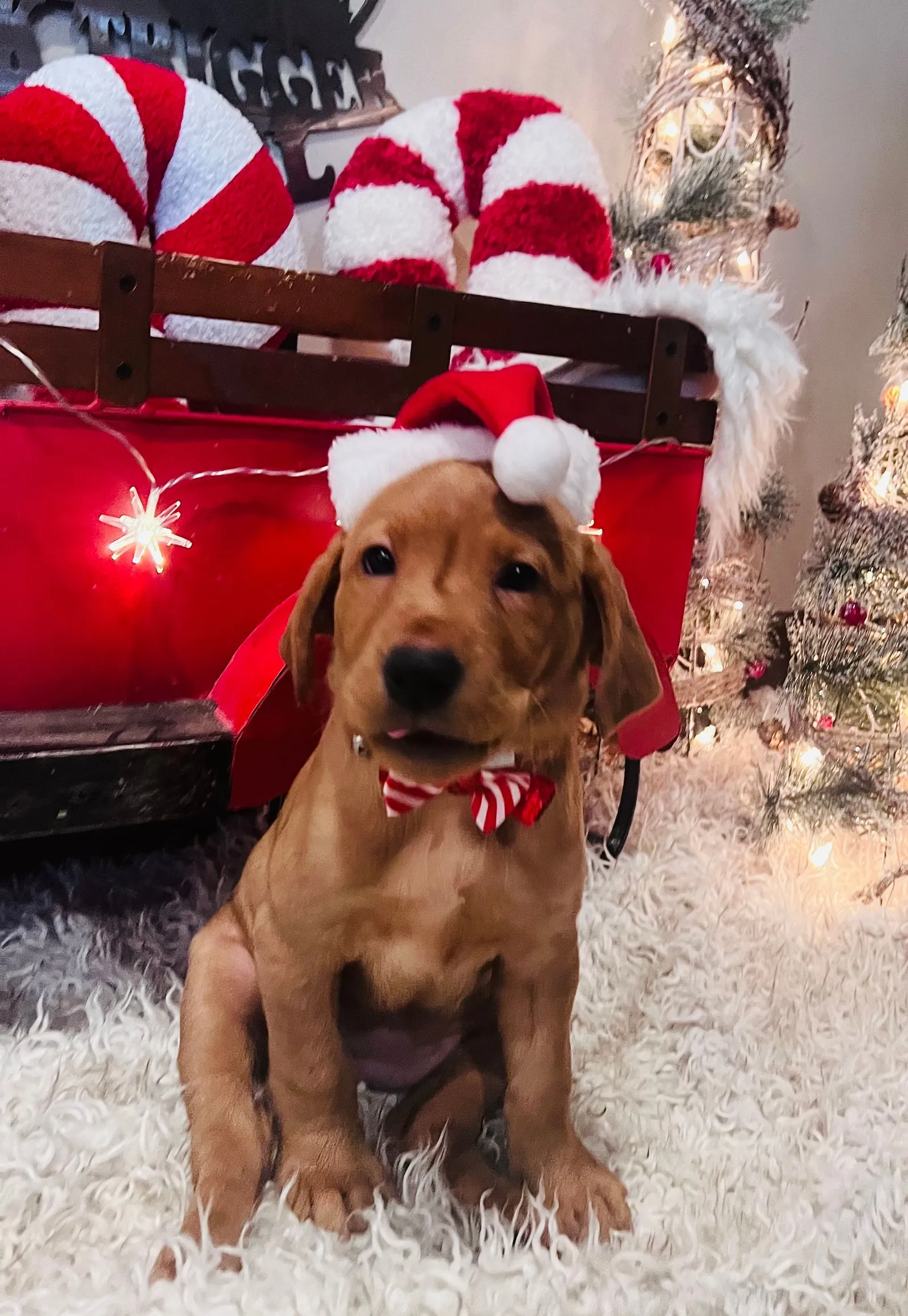 Quick Trigger Kennels photo 264