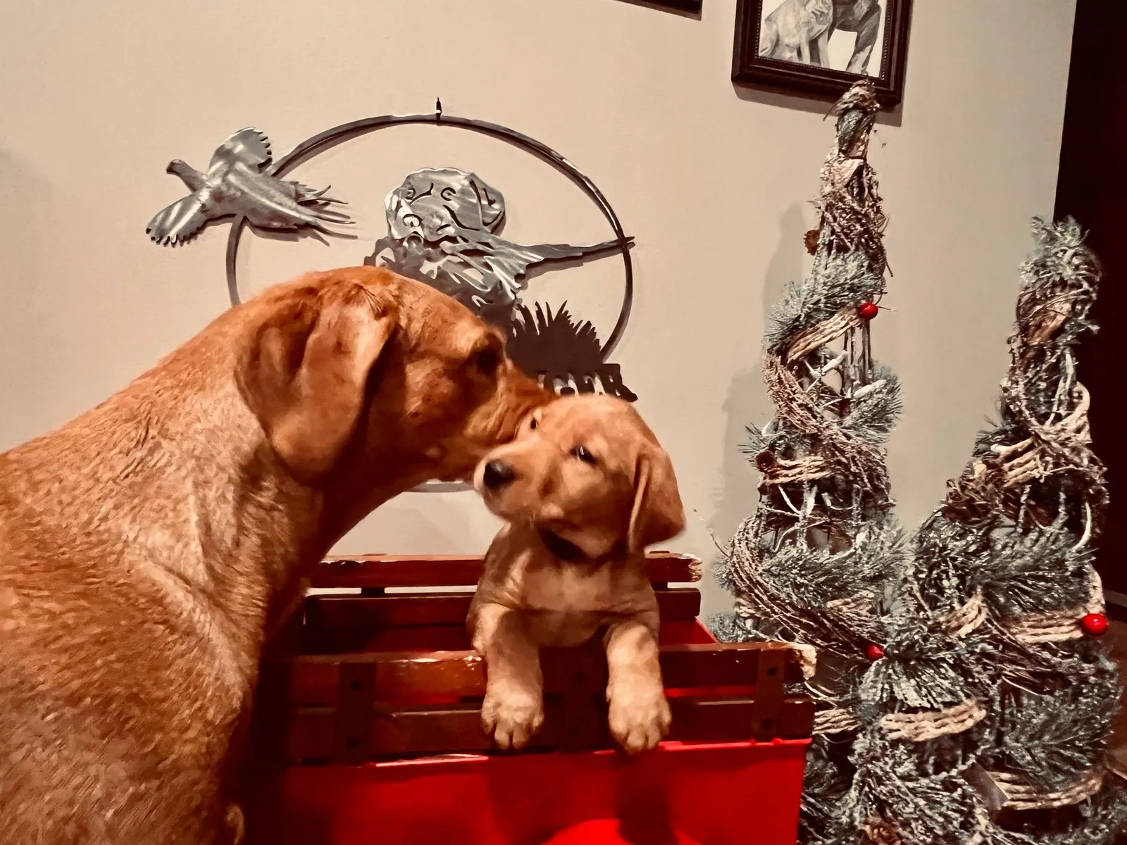 Quick Trigger Kennels photo 267