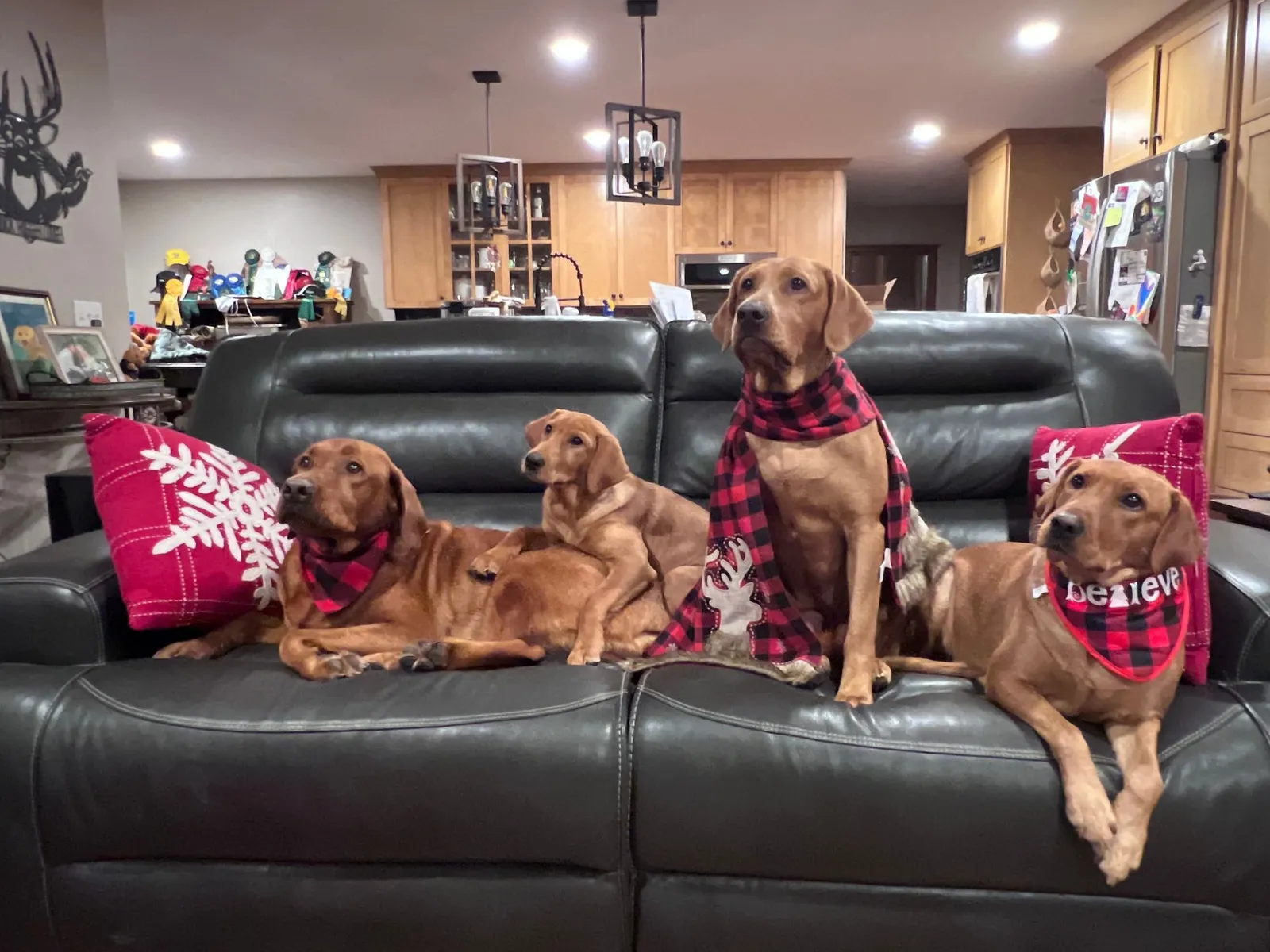 Quick Trigger Kennels photo 269