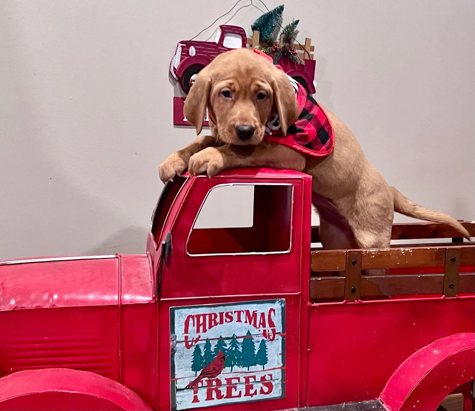 Quick Trigger Kennels photo 271