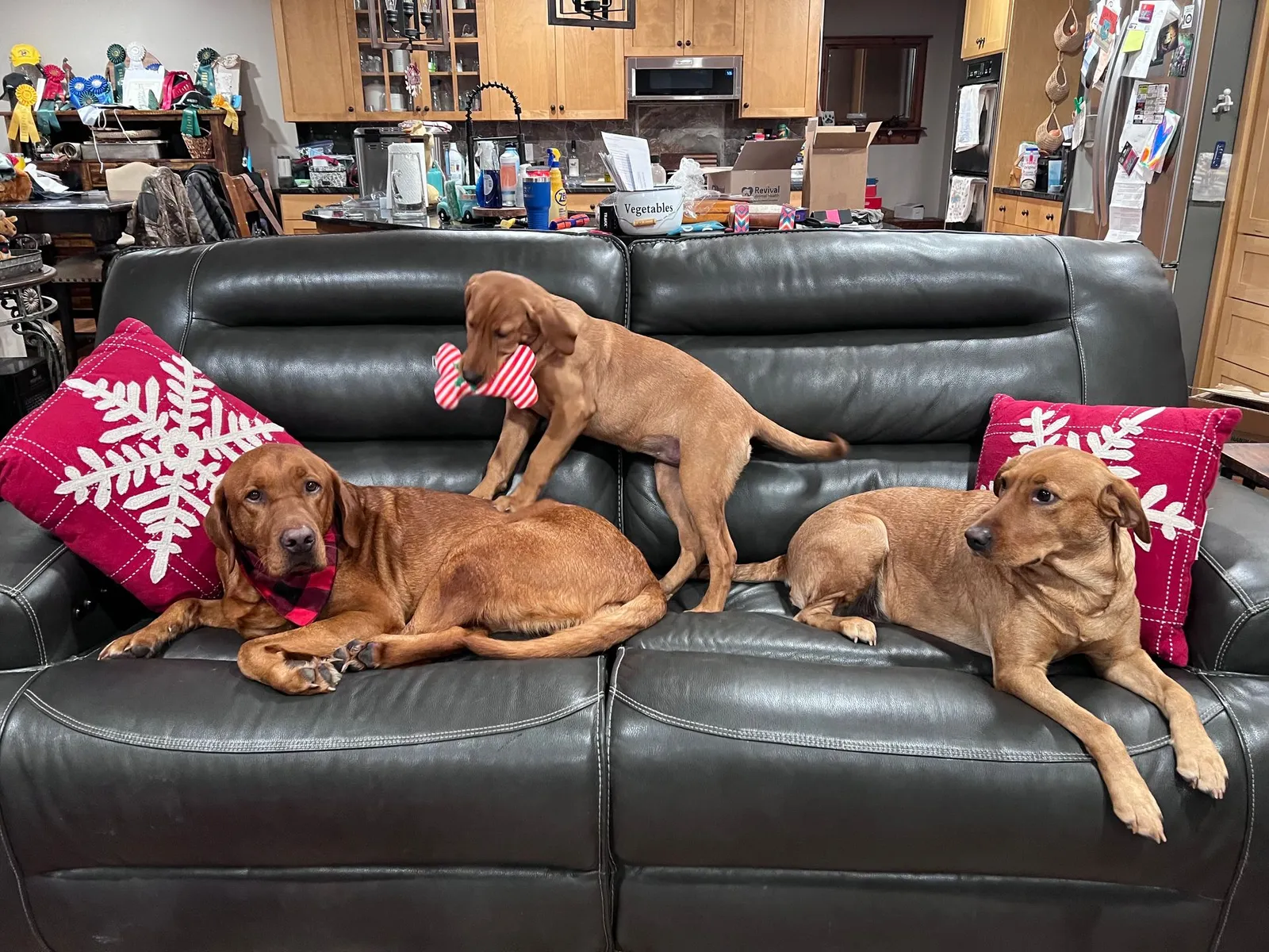Quick Trigger Kennels photo 273