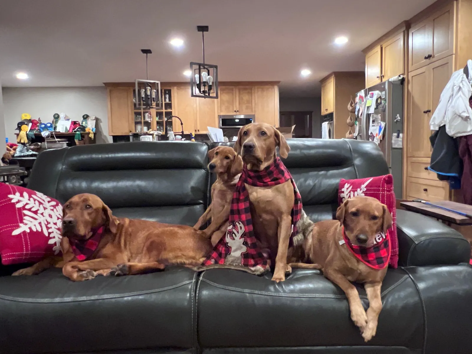 Quick Trigger Kennels photo 274