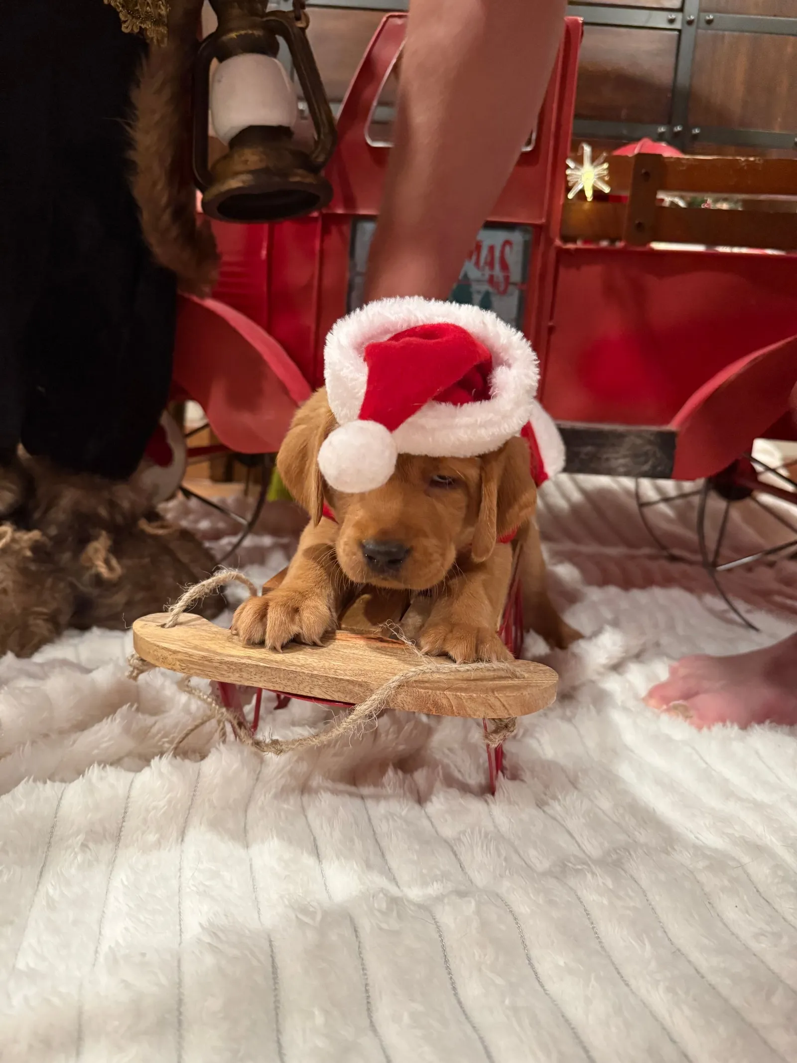 Quick Trigger Kennels Christmas puppy 2
