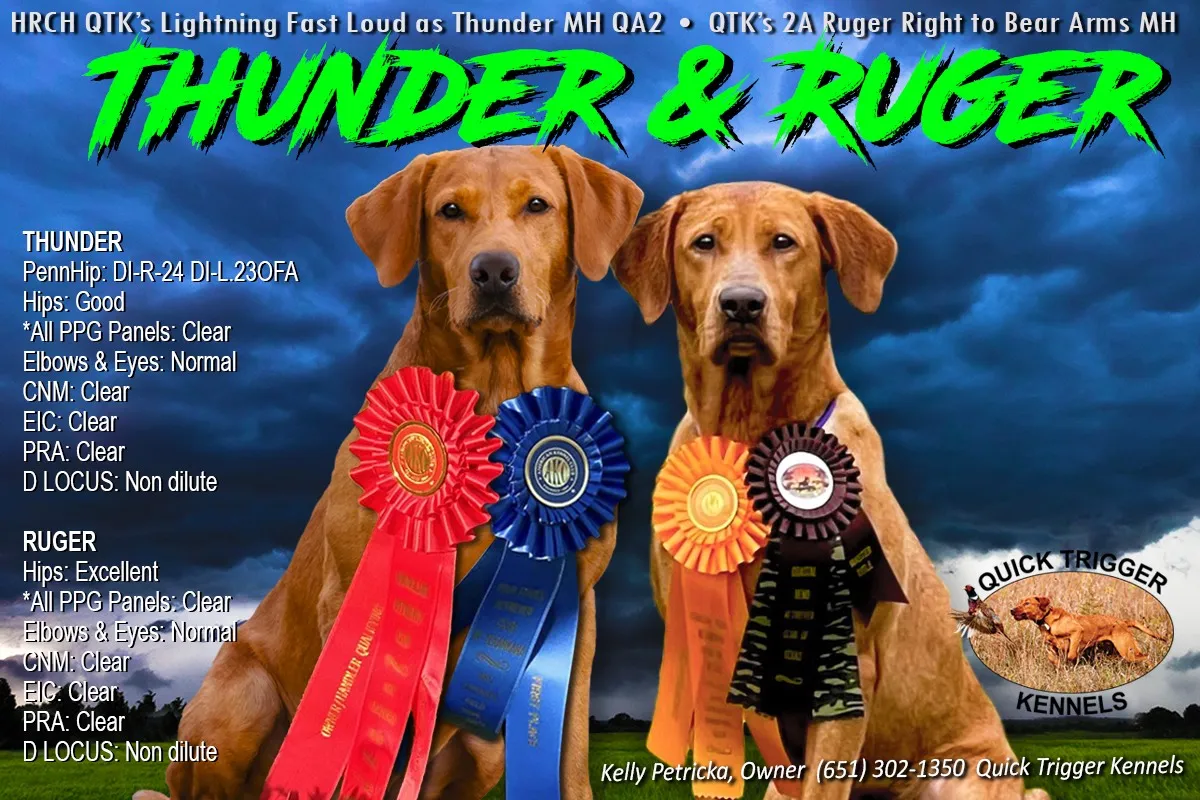 Quick Trigger Kennels litter announcement 2