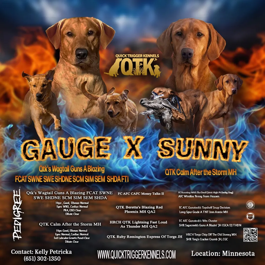 Quick Trigger Kennels litter announcement 1