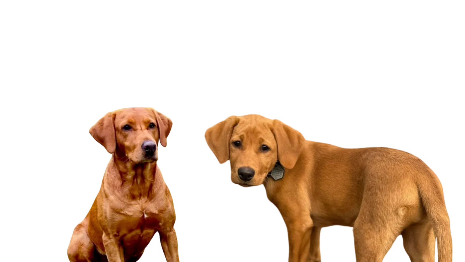 Quick Trigger Kennels upcoming litter announcement 2