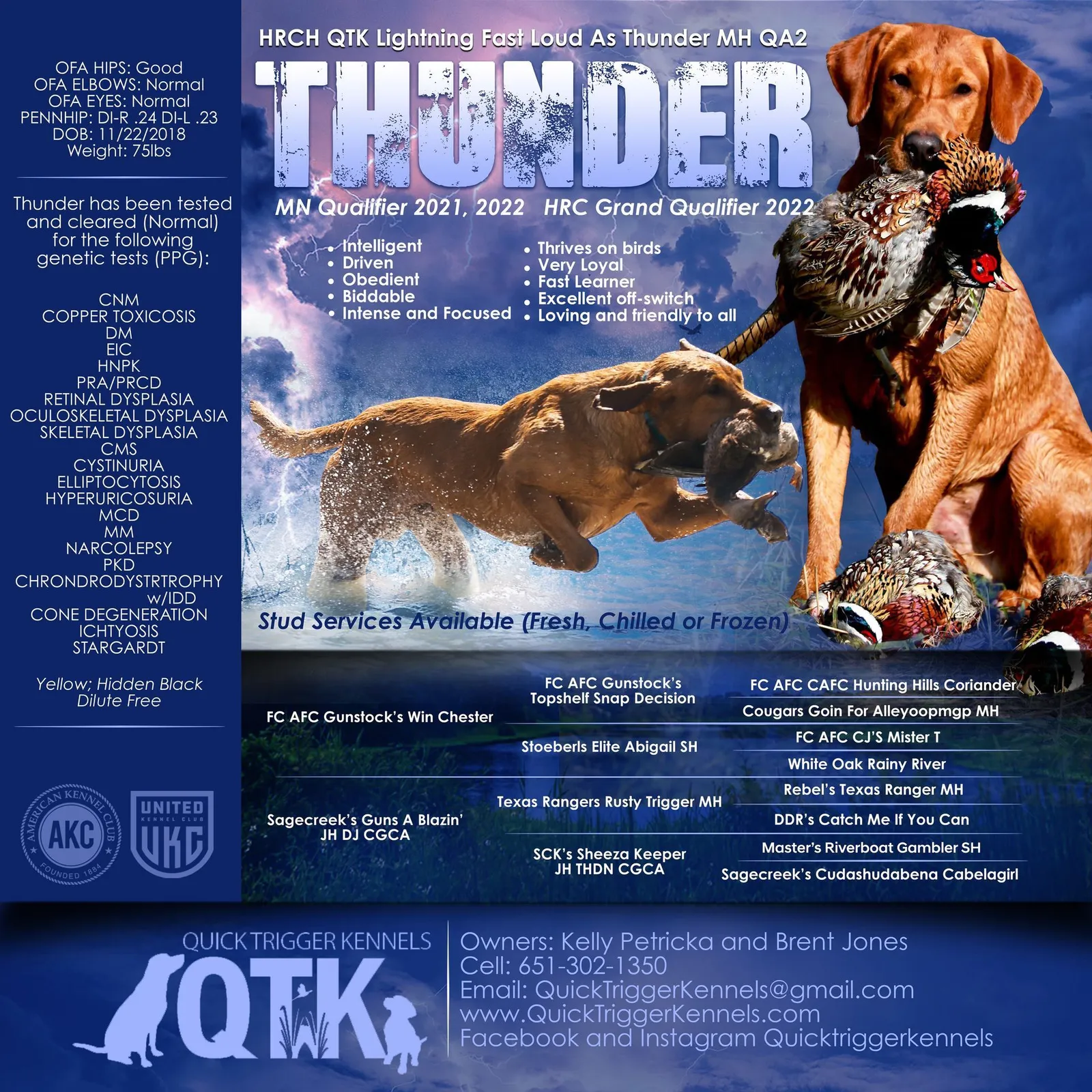 Quick Trigger Kennels upcoming litter announcement 11