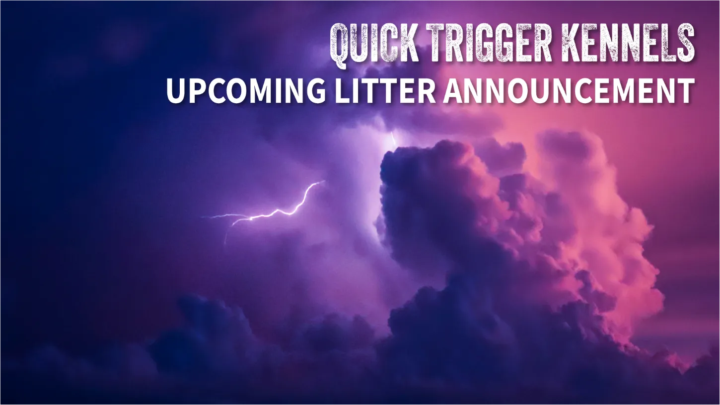 Quick Trigger Kennels upcoming litter announcement 13